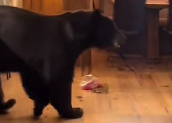 VIDEO Caught on Camera: Clever Colorado Bear Lets Itself Out After Midnight Snack Raid