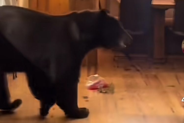 VIDEO Caught on Camera: Clever Colorado Bear Lets Itself Out After Midnight Snack Raid