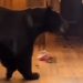 VIDEO Caught on Camera: Clever Colorado Bear Lets Itself Out After Midnight Snack Raid