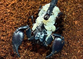 Denver Zoo’s Scorpion Welcomes Dozens of Babies Just in Time for Halloween