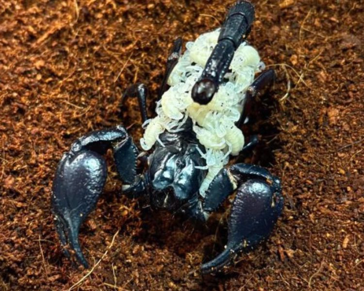 Denver Zoo’s Scorpion Welcomes Dozens of Babies Just in Time for Halloween