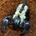 Denver Zoo’s Scorpion Welcomes Dozens of Babies Just in Time for Halloween