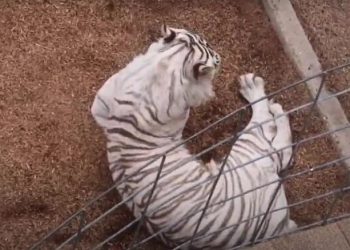 Wildlife Sanctuary vs. Suburbia: Housing Project Sparks Fierce Backlash in Weld County