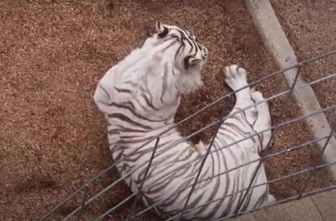 Wildlife Sanctuary vs. Suburbia: Housing Project Sparks Fierce Backlash in Weld County