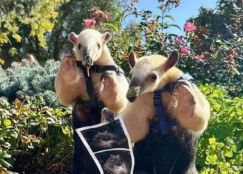 Denver Zoo’s Winnie the Tamandua Is Expecting — and It’s Been 10 Years Since the Last Baby!