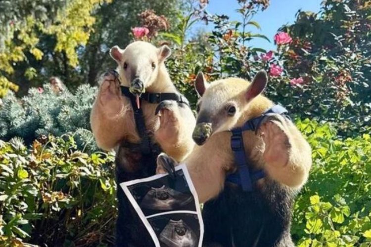 Denver Zoo’s Winnie the Tamandua Is Expecting — and It’s Been 10 Years Since the Last Baby!