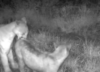 Living With Lions: Boulder Resident Captures Big Cats Passing Behind His Home