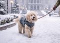 Winter Weather Returns to Denver, and Vets Warn Dog Owners to Take Precautions