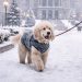 Winter Weather Returns to Denver, and Vets Warn Dog Owners to Take Precautions