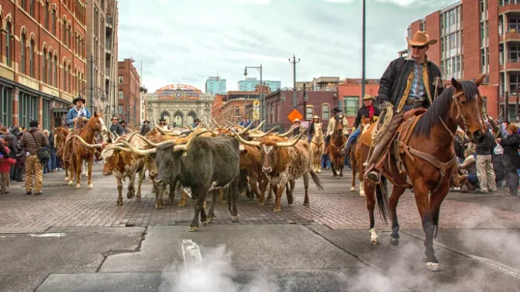 Longhorns Take Over Downtown: National Western Parade Brings the Wild West to Denver