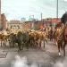 Longhorns Take Over Downtown: National Western Parade Brings the Wild West to Denver