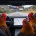 This I-70 Bust Had Drugs, Roosters, and Zero Chill