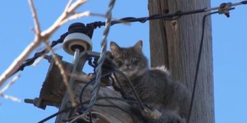 Cat Stuck On Power Pole For Days… And What Finally Happened Surprised Everyone
