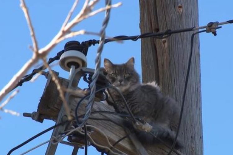 Cat Stuck On Power Pole For Days… And What Finally Happened Surprised Everyone