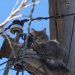 Cat Stuck On Power Pole For Days… And What Finally Happened Surprised Everyone