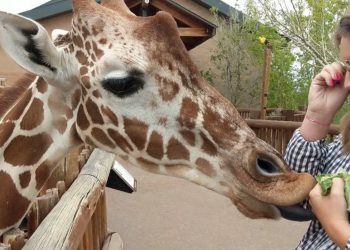 Feed a Giraffe, Catch a View: Colorado’s Wildest Hillside Hangout