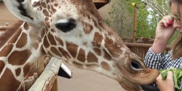 Feed a Giraffe, Catch a View: Colorado’s Wildest Hillside Hangout