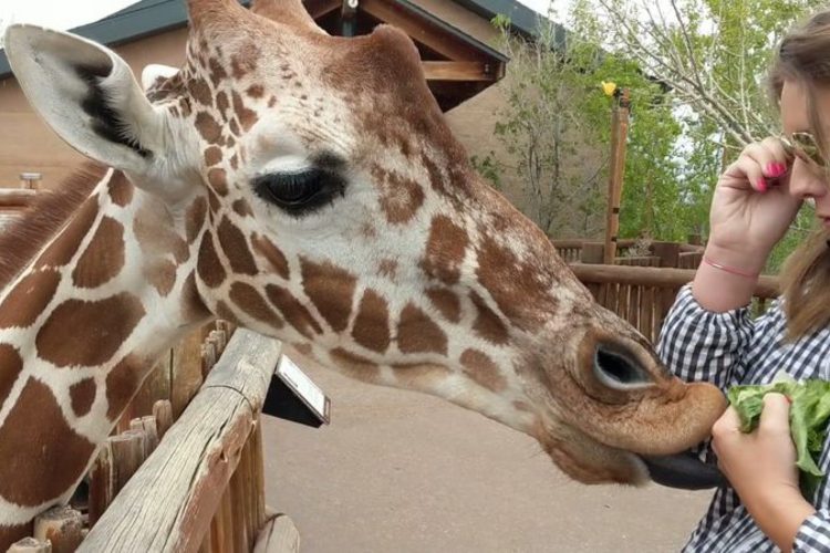 Feed a Giraffe, Catch a View: Colorado’s Wildest Hillside Hangout