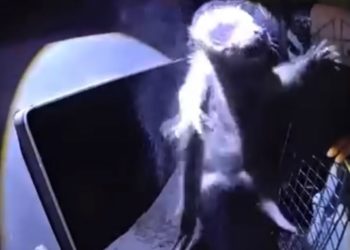VIDEO Colorado Family Heard Weird Noises in the Chimney and Got the Surprise of Their Lives