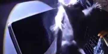 VIDEO Colorado Family Heard Weird Noises in the Chimney and Got the Surprise of Their Lives