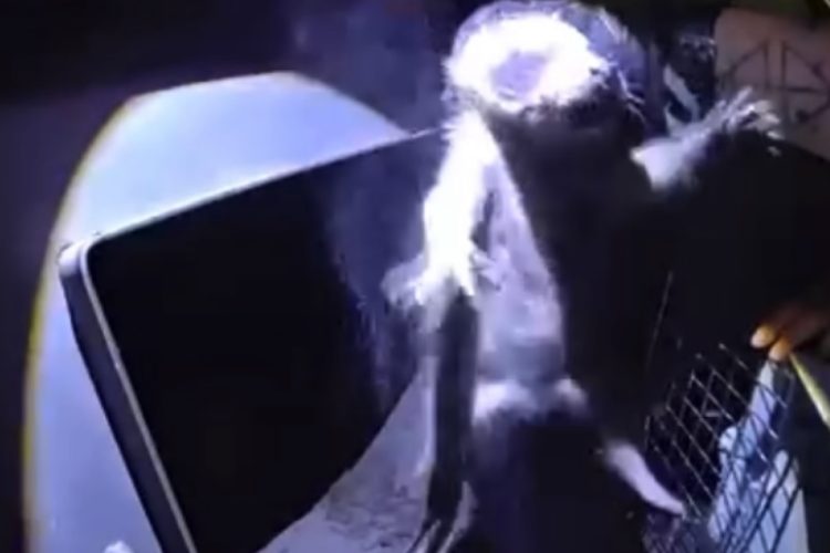 VIDEO Colorado Family Heard Weird Noises in the Chimney and Got the Surprise of Their Lives