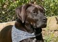 “He’s My Best Friend” — Denver Woman Pleads For Return Of Stolen Dog