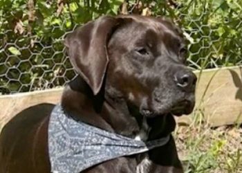 “He’s My Best Friend” — Denver Woman Pleads For Return Of Stolen Dog