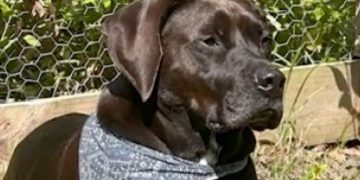 “He’s My Best Friend” — Denver Woman Pleads For Return Of Stolen Dog