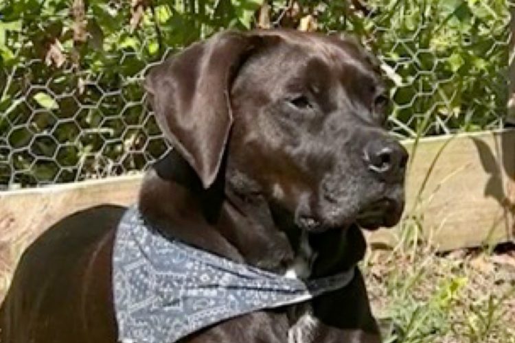 “He’s My Best Friend” — Denver Woman Pleads For Return Of Stolen Dog