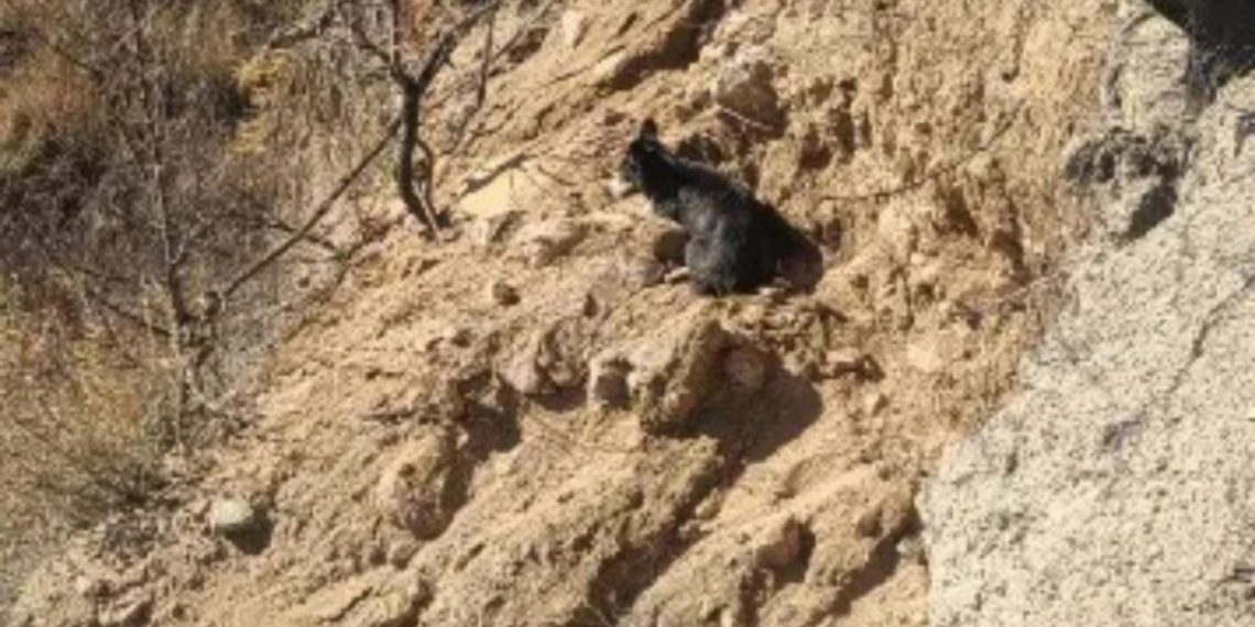 Dog Missing for Two Weeks Found in a Place Rescuers Could Hardly Believe