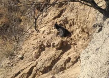 Dog Missing for Two Weeks Found in a Place Rescuers Could Hardly Believe