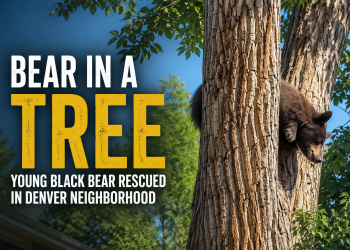 VIDEO Bear Takes a Wild Tumble From Tree in Denver Neighborhood