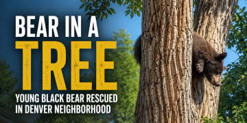 VIDEO Bear Takes a Wild Tumble From Tree in Denver Neighborhood