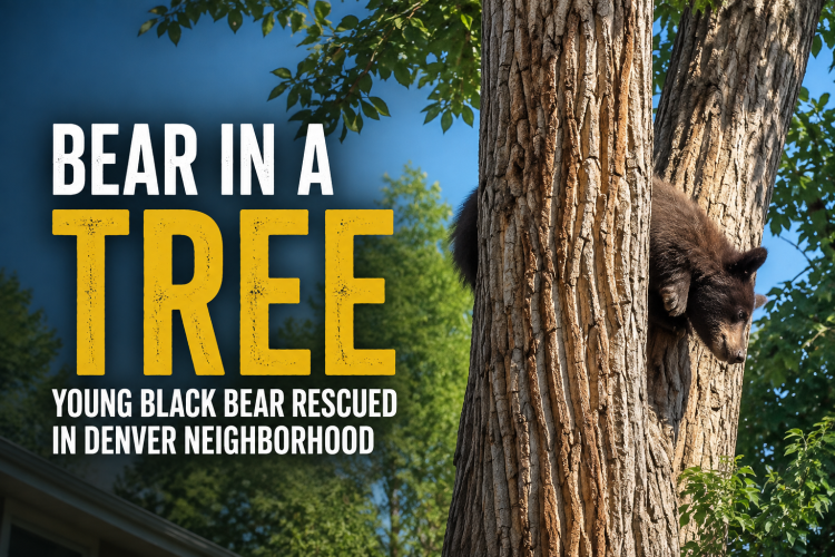 VIDEO Bear Takes a Wild Tumble From Tree in Denver Neighborhood