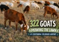 VIDEO 322 Goats Just Clocked In for Work at a Colorado Airport