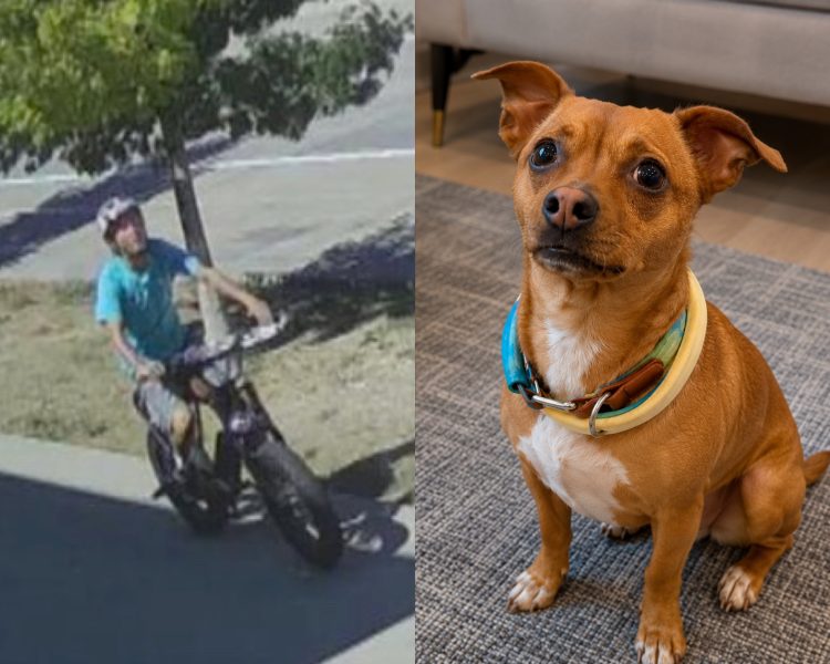 WATCH Denver Dog Sent Flying After Being Struck by E-Bike on Sidewalk