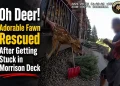 VIDEO Fawn Gets Stuck in Deck Railing — Then Gets the Sweetest Reunion With Mom