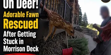 VIDEO Fawn Gets Stuck in Deck Railing — Then Gets the Sweetest Reunion With Mom