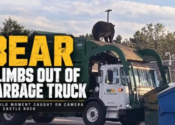 Only in Colorado: Bear Climbs Out of Garbage Truck in Castle Rock
