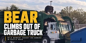 Only in Colorado: Bear Climbs Out of Garbage Truck in Castle Rock