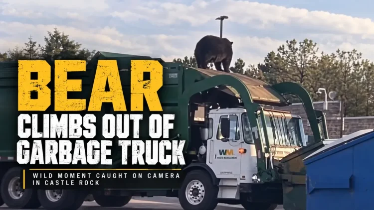 Only in Colorado: Bear Climbs Out of Garbage Truck in Castle Rock