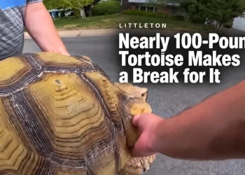 A Nearly 100-Pound Tortoise Named Lard Escaped His Littleton Yard. He Wasn’t Walking Back.