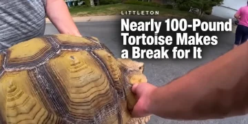 A Nearly 100-Pound Tortoise Named Lard Escaped His Littleton Yard. He Wasn’t Walking Back.