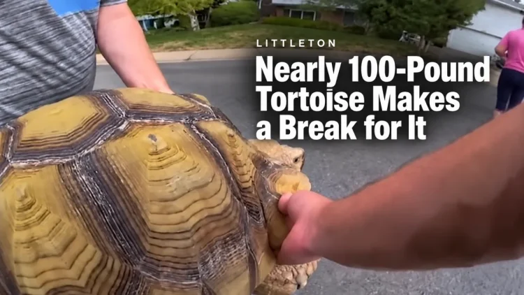 A Nearly 100-Pound Tortoise Named Lard Escaped His Littleton Yard. He Wasn’t Walking Back.