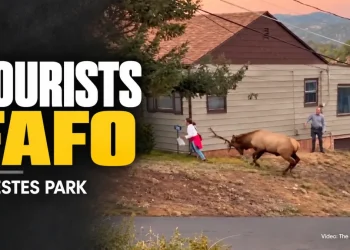 Tourists Ignore Warnings and Get Too Close to Bull Elk in Estes Park