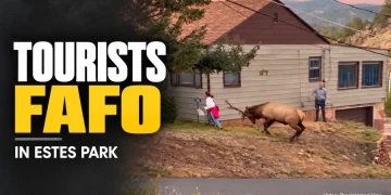 Tourists Ignore Warnings and Get Too Close to Bull Elk in Estes Park