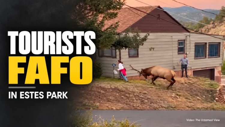 Tourists Ignore Warnings and Get Too Close to Bull Elk in Estes Park